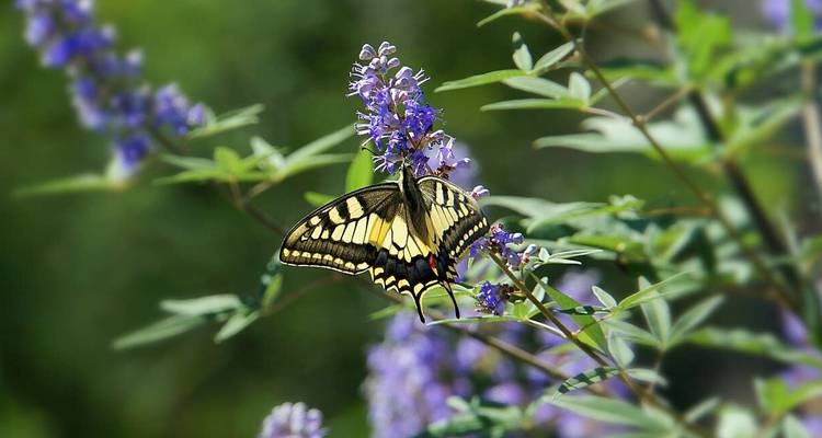 Close-up of a yellow and black swallowtail butterfly sipping nectar from purple blossoms.