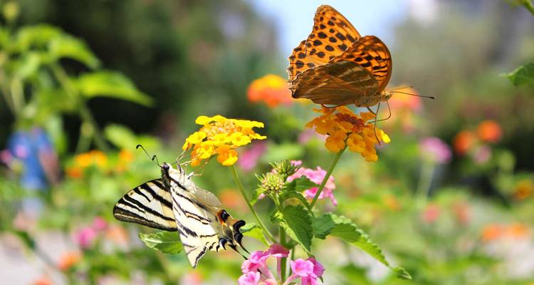 Dos mariposas coloridas posadas en vibrantes flores de lantana en un ambiente de jardín.