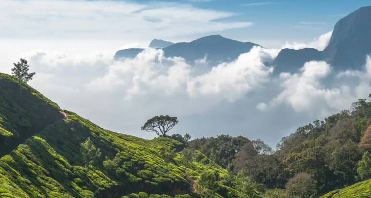 Nebel schwebt über wellige Teeplantagen und zerklüftete Gipfel in Keralas Hochland.