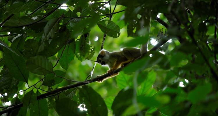 Upgraded - Discover Peru + the Amazon - Explore! 1