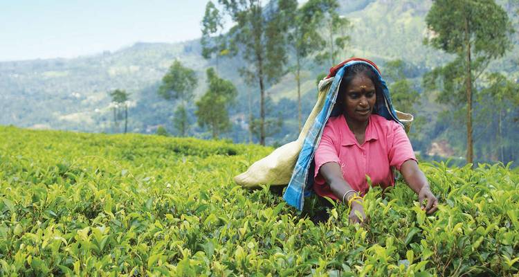 Upgraded - Discover Sri Lanka - Explore! 1