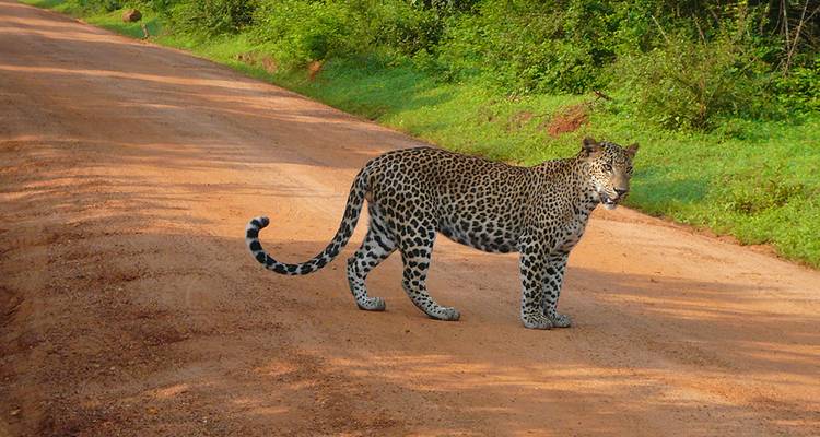 Upgraded - Discover Sri Lanka - Explore! 9