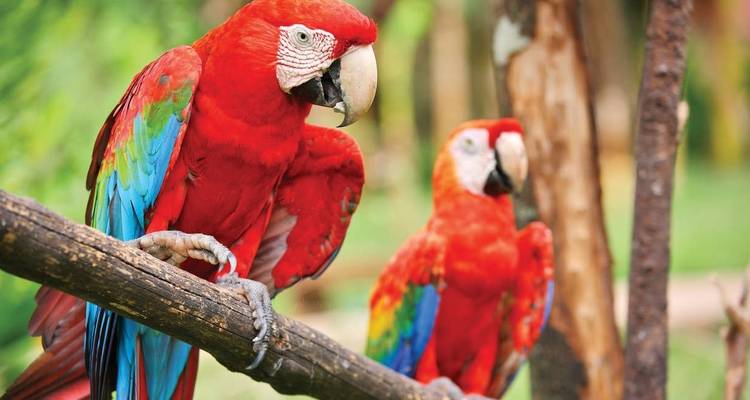 Family Costa Rica Rainforest and Wildlife Adventure - Explore! 7