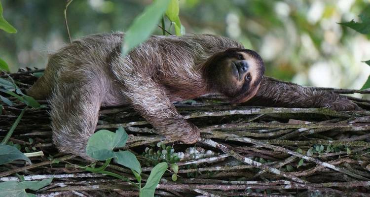 Family Costa Rica Rainforest and Wildlife Adventure - Explore! 9