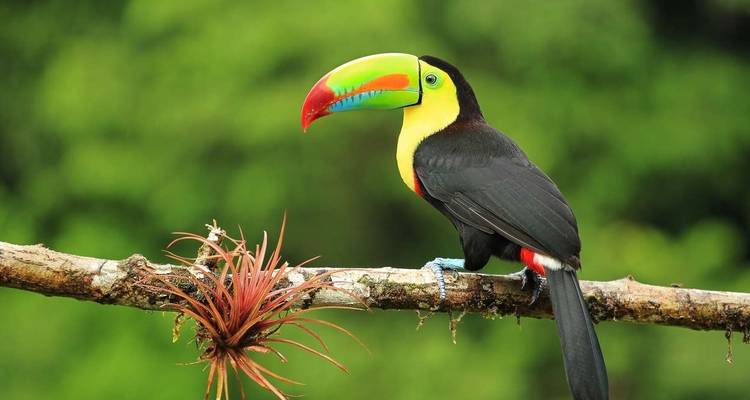 Aventure familiale dans la forêt tropicale et la faune du Costa Rica - Explore! 10