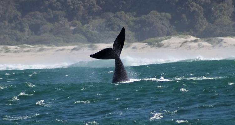 Family South Africa’s Garden Route and Safari - Explore! 4