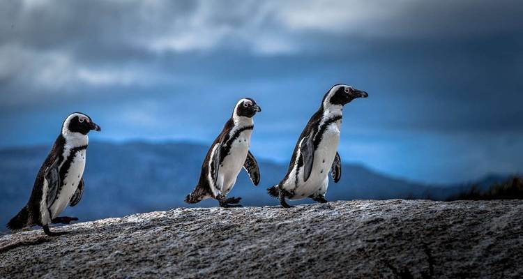 Family South Africa’s Garden Route and Safari - Explore! 8