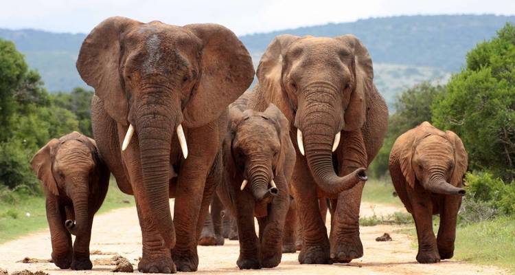 Family South Africa’s Garden Route and Safari - Explore! 7
