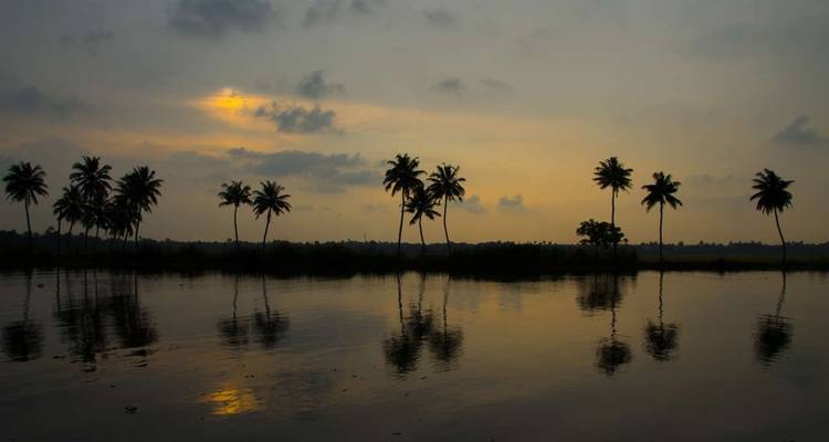 Silhouettes of palm trees reflected in water during a sunset.
