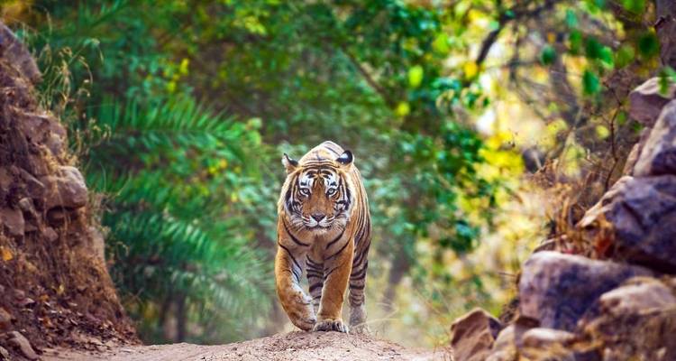 Aventure familiale dans le Triangle d'Or de l'Inde - Explore! 2