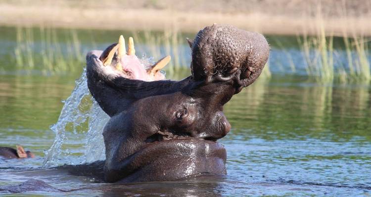 Safari familial au Botswana et au Zimbabwe - Explore! 7