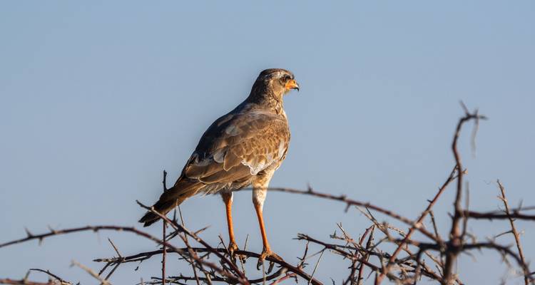 Pájaro posado en ramas espinosas contra un cielo despejado.