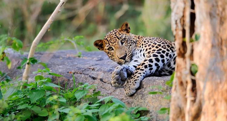 Le Sri Lanka en famille (côte ouest) - Explore! 4