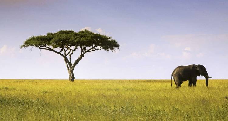 Elefant und Akazienbaum auf einer afrikanischen Ebene am Tag.