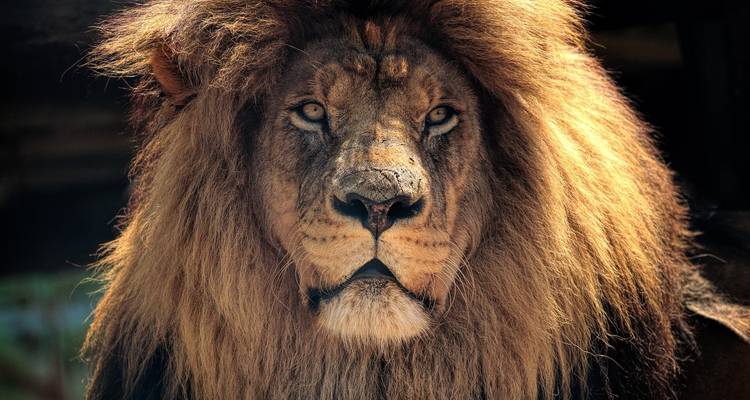 Gros plan d'un lion à la crinière fournie dans un cadre ombragé.