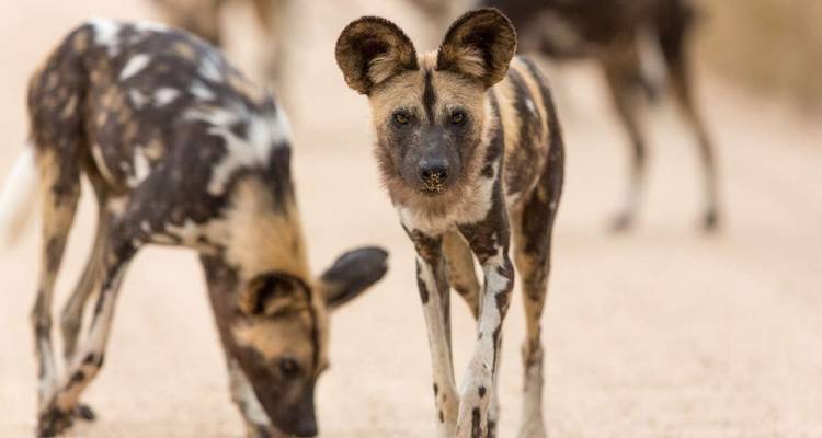 Aventure familiale en Afrique du Sud - safari et plage - Explore! 1