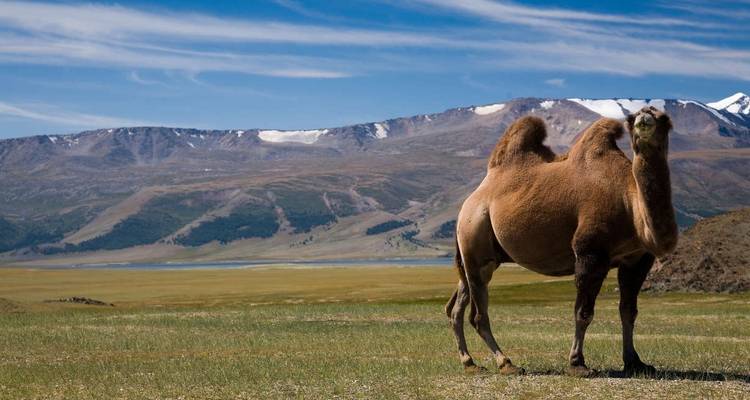 Explorateur de la Mongolie - Festival Naadam - Explore! 4