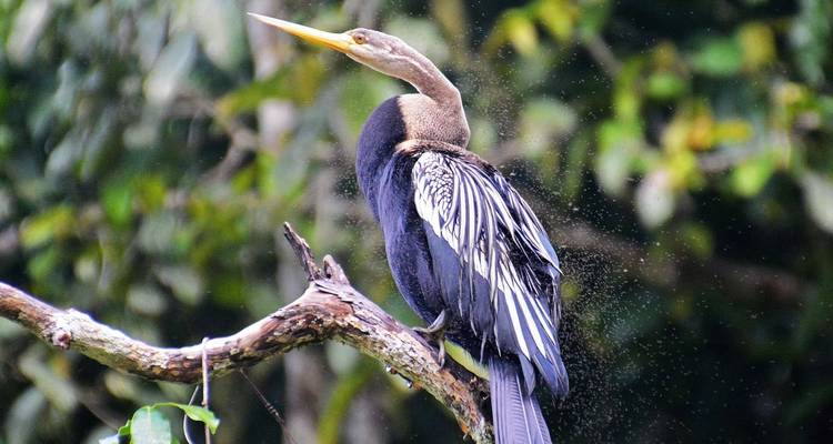 Kalimantan Adventure - Explore! 6