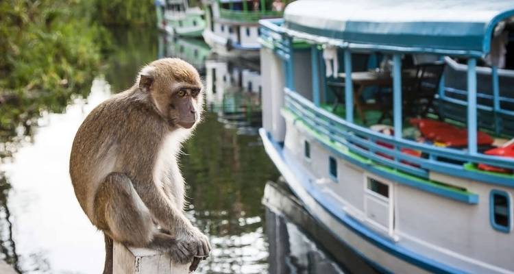 Kalimantan Adventure - Explore! 2