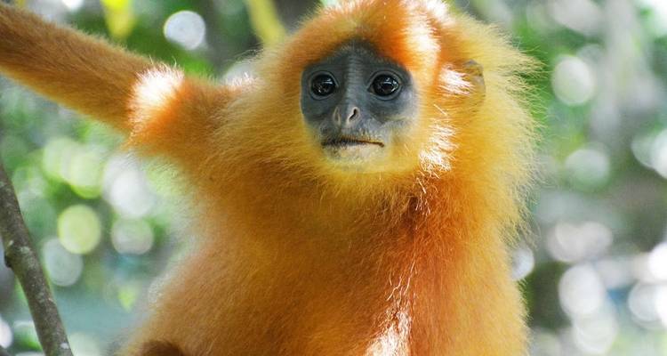 Kalimantan Adventure - Explore! 3