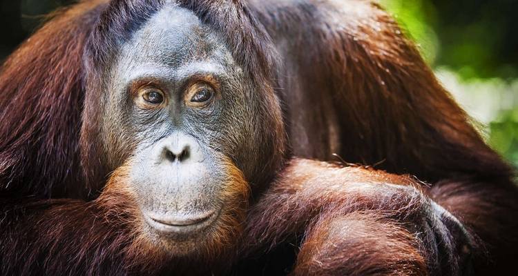 Kalimantan Adventure - Explore! 1