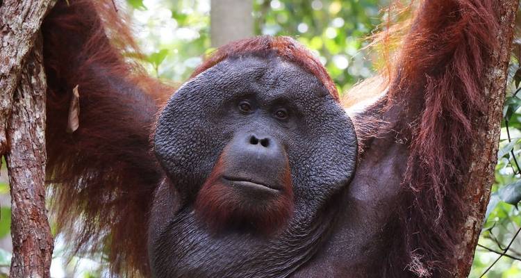 Kalimantan Adventure - Explore! 4