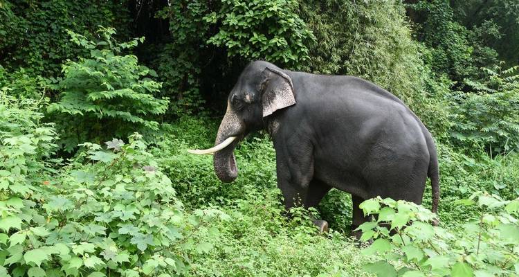 Kerala Backwaters + Kovalam Extension - Explore! 1