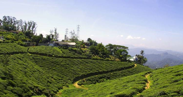 Kerala Backwaters + Kovalam Extension - Explore! 2