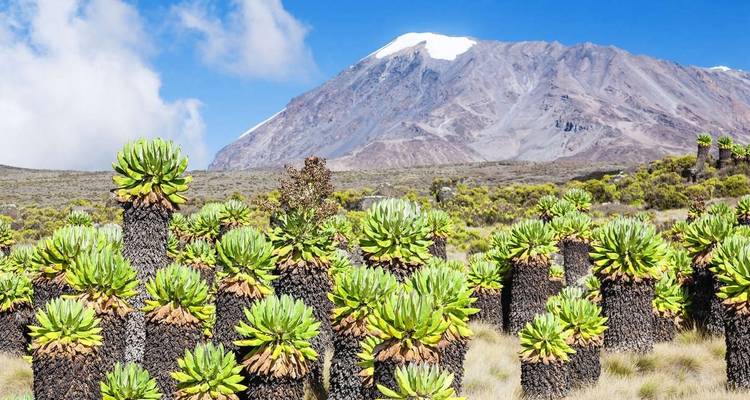 Kilimandjaro - Lemosho Trek - Explore! 10