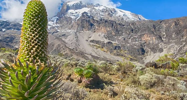 Kilimandjaro - Lemosho Trek - Explore! 8