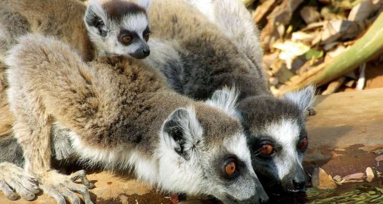 Trek dans la nature à Madagascar - Explore! 7