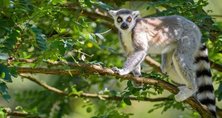 Lémurien à queue annelée aux yeux d'un jaune éclatant en équilibre sur une branche au milieu de la forêt verdoyante de Madagascar.