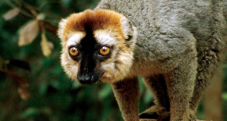 Trek dans la nature à Madagascar - Explore! 10