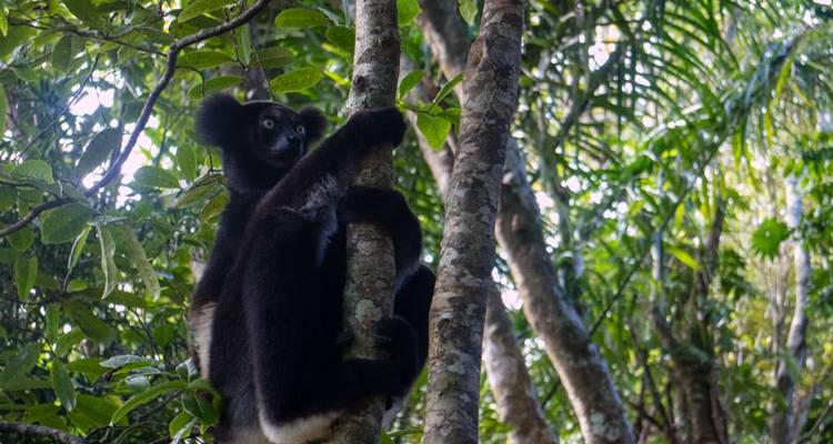 Madagascar : Le continent perdu - Explore! 3