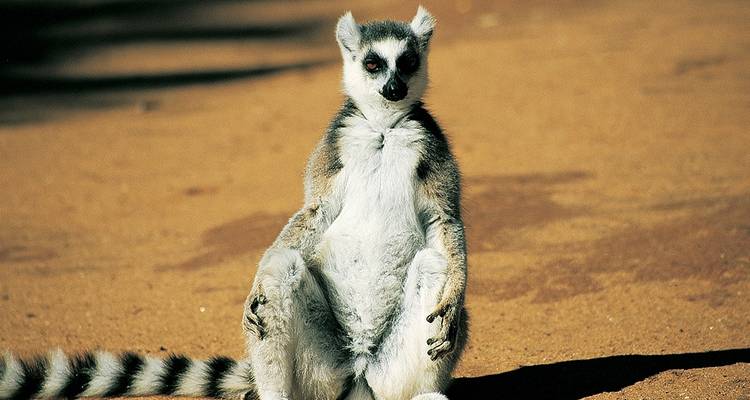 Madagascar : Le continent perdu - Explore! 7