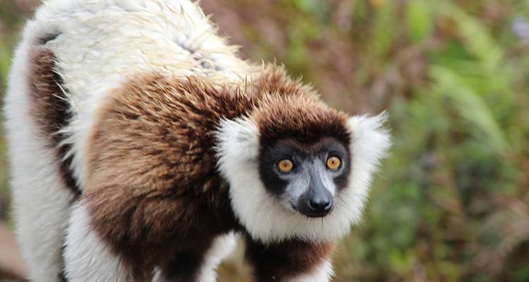 Madagascar : Le continent perdu - Explore! 2