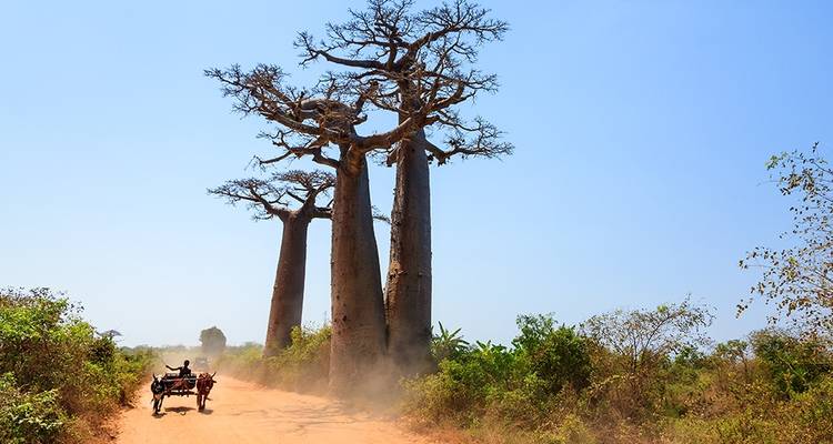 Madagascar : Le continent perdu - Explore! 10