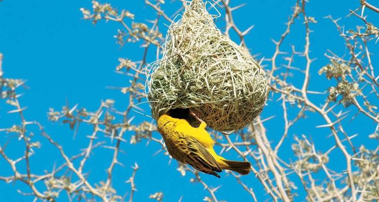 Safari en lodge en Namibie - Explore! 10