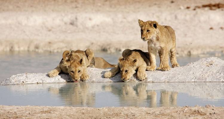 Safari en lodge en Namibie - Explore! 5