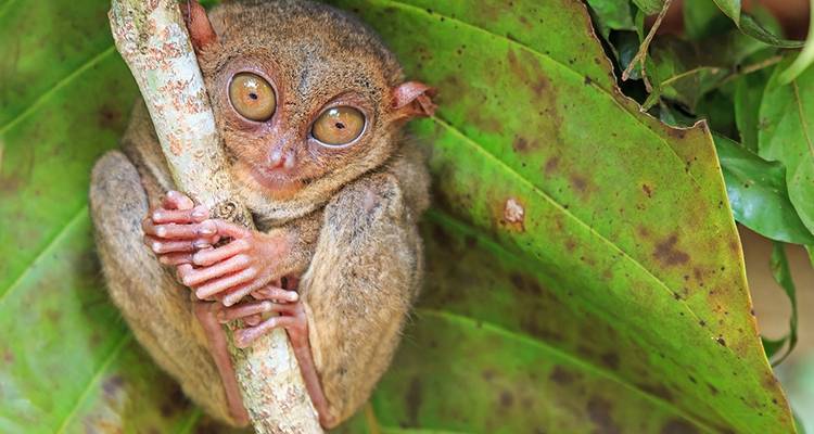 Exploration du nord des Philippines + extension plage de Bohol - Explore! 8