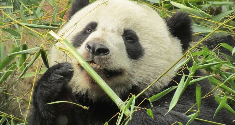 China on a Shoestring - Explore! 9