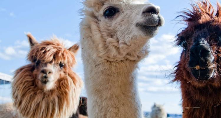 Simply Peru - Explore! 10
