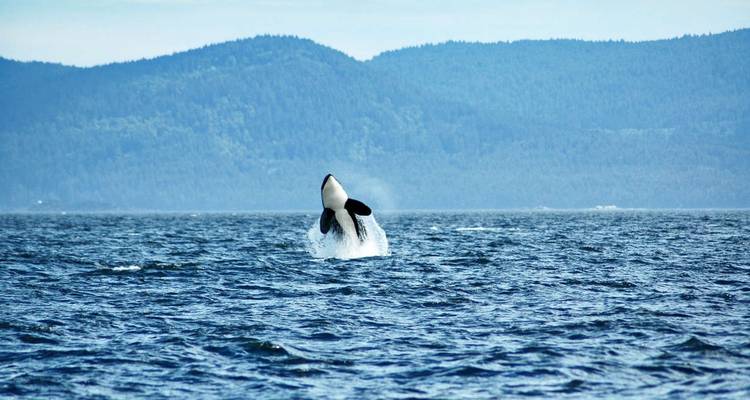 Canadian Rockies and Pacific Coast (Calgary To Vancouver) - Explore! 3