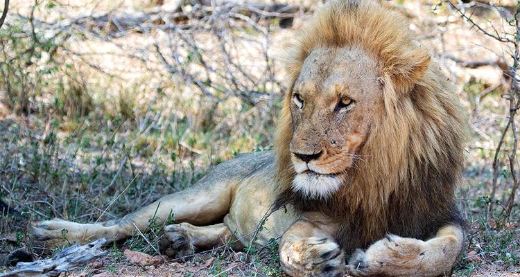 Les incontournables de l'Afrique du Sud - Explore! 4