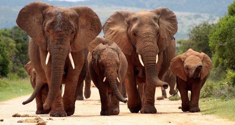Les incontournables de l'Afrique du Sud - Explore! 2