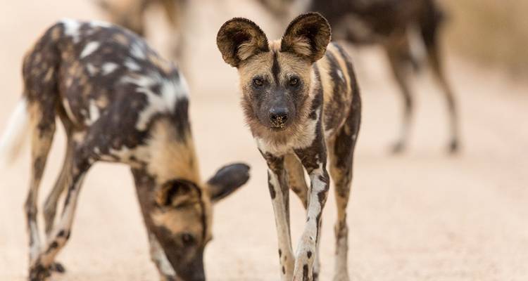 Les incontournables de l'Afrique du Sud - Explore! 9