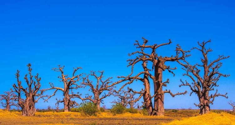 Senegal and The Gambia - Explore! 7