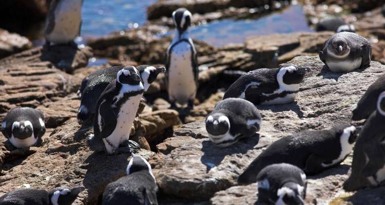 La route des jardins en Afrique du Sud - Explore! 10