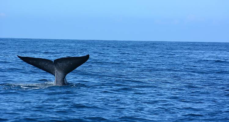 Highlights of Sri Lanka (West Coast) - Explore! 9