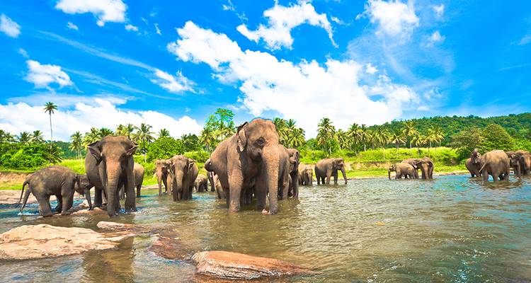 Points forts du Sri Lanka (côte ouest) - Explore! 10